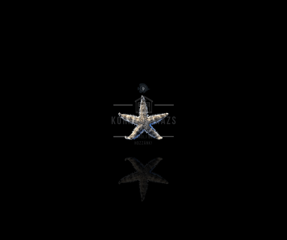 Archaster Typicus